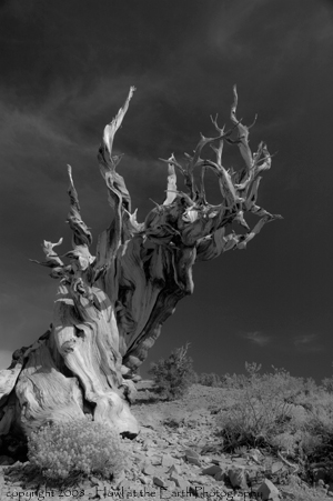 Bristlecone Pine - Inyo National Forest, California 2008