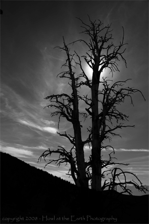 Bristlecone Pine Silhouette - Inyo National Forest, California 2008