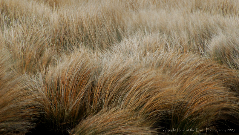 Grass in the Wind - North Carolina Coast 2005