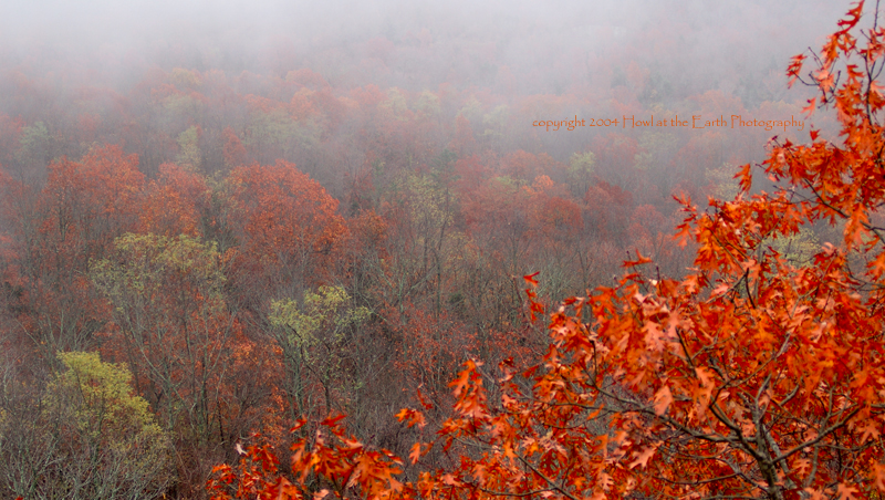Late Fall Colors - Ozark Mountains, Arkansas 2004