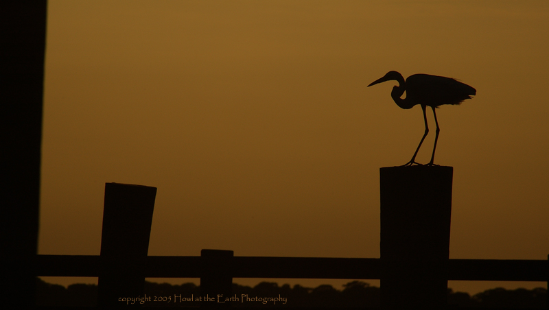 Egret - Dunedin Marina, Florida 2005