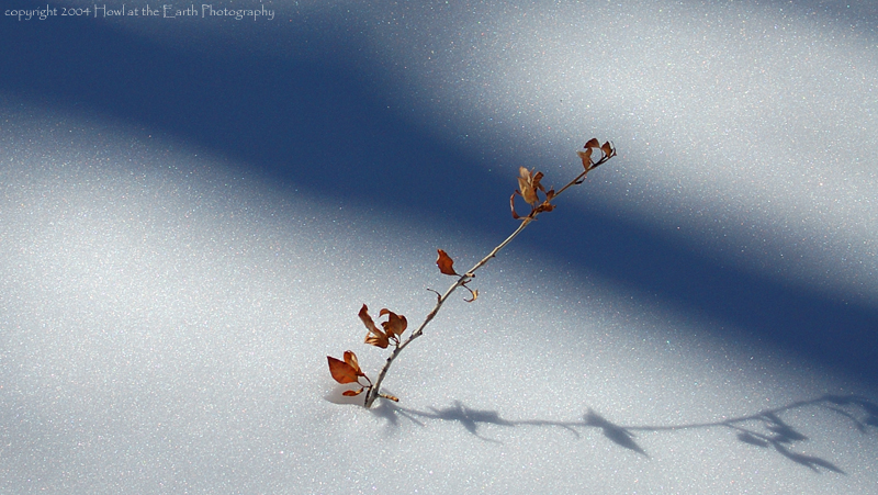 Twig in Snow - Great Sand Dunes National Park, Colorado 2004